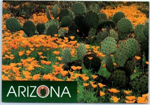 Postcard - Mexican Goldpoppies frames a patch of Prickly Pear Cacti - Arizona