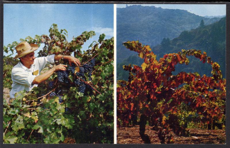 Picking Grapes,Paul Masson Vineyards,Saratoga,CA