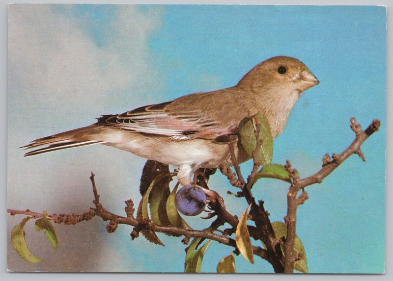 Animal~Belgian Canary Birds of Central Asia~Continental Postcard 