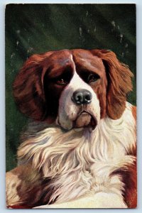 Canada Postcard St. Bernard Dog Newfoundland c1910 Oilette Tuck Art