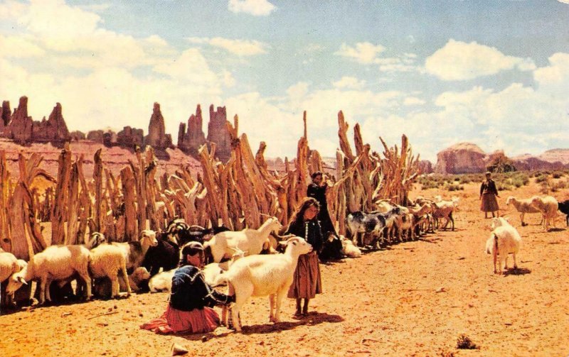 Native Americana  NAVAJO INDIAN GIRLS & TENDING SHEEP  c1950's Chrome Postcard