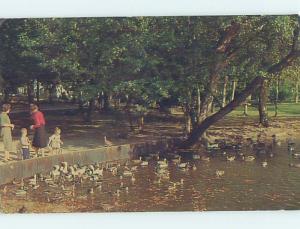 Pre-1980 FEEDING DUCKS Long Island - Postmarked Stony Brook New York NY hn5962