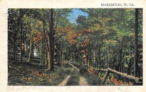 Marlinton West Virginia Forest Path  Scenic View Vintage Postcard AA111022