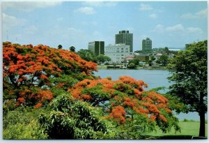 M-17634 Poinciana trees are a feature of the city of Brisbane Australia