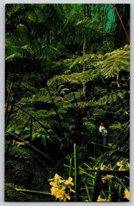 Postcard Hawaii Tree Fern Forest - Hawaii National Park