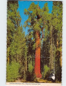 Postcard General Sherman Tree, Sequoia National Park, Three Rivers, California
