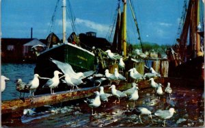 Maine Sea Gulls Along The Coast Northeast Harbor 1960