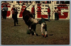 Postcard Calgary Alberta c1960s Calgary Stampede Junior Steer Riding