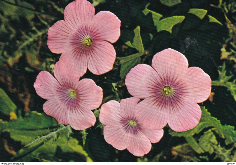 Large Pink Flowers - Bloom In Spring, 1950-1960s