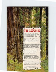 Postcard The Redwoods Poem by Joseph B. Strauss Giant Redwoods California USA