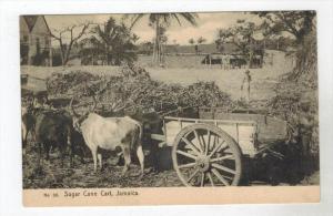 311  Jamaica  Oxen pulling SUGAR CANE CART