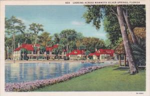 Florida Silver Springs Panoramic View Curteich