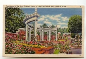 Colonnade Rose Garden, Park, Beverly Massachusetts,