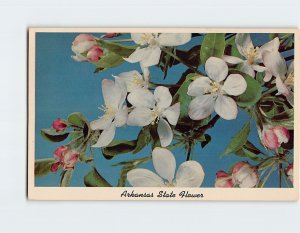 M-176256 Apple Blossoms Arkansas State Flower Arkansas