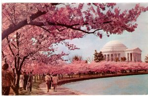 US    PC2979  CHERRY BLOSSOM TIME, JEFFERSON MEMORIAL, WASHINGTON, DC