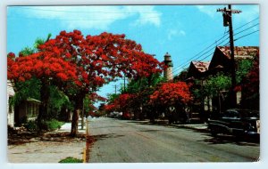 KEY WEST, FL Florida ~ Street Scene ROYAL POINCIANA Trees  c1950s Car Postcard