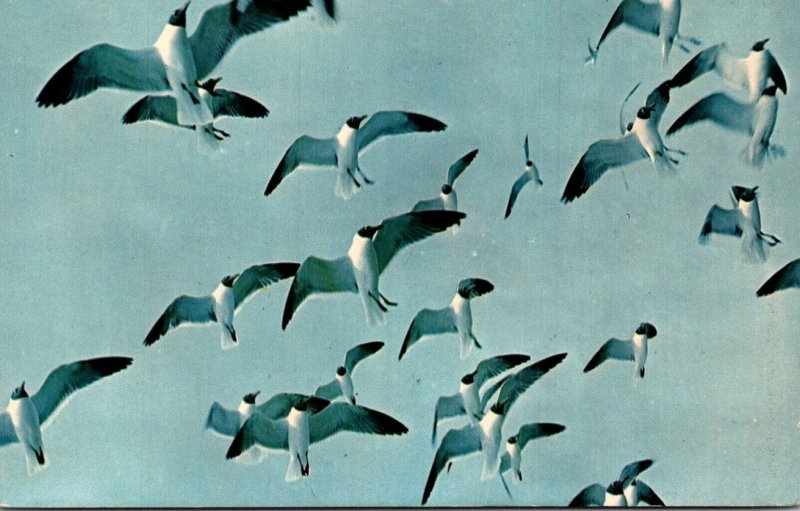 North Carolina Seagulls On The Coast