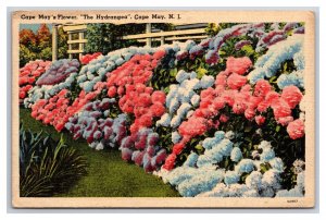 Hydrangia Flowers in Garden Cape May New Jersey NJ Linen Postcard N25