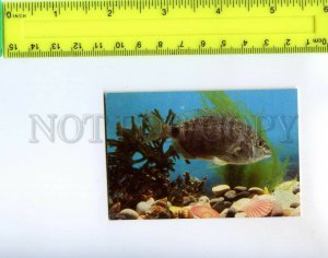 439648 USSR UKRAINE aquarium fishes Original old Pocket CALENDAR 1990 year