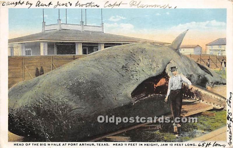  Port Arthur, Texas, TX, USA Whaling Postcard Head of the Big Whale