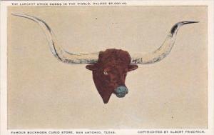 Texas San Antonio African Steer Head And Horns