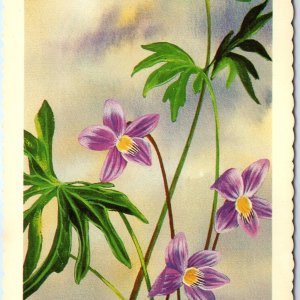 1957 WI Wisconsin State Flower Violet Greek Legend Ken Haag Painting Art PC A335