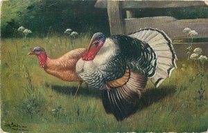 Postcard Animals Painting turkeys