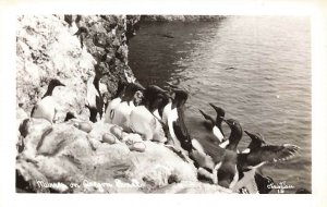 RPPC Flock Murres Oregon Coast Rocks Water Real Photo P208