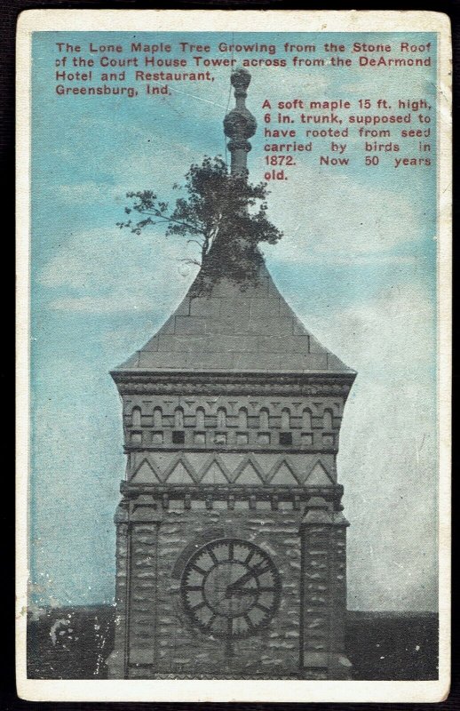 Maple Tree growing on Court House Tower Greensburg Indiana 1928 Postcard in5 