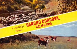 Rancho Cordova California Farming Scenes Sheep Cattle Vintage Postcard J71022