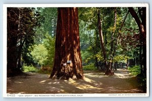 Santa Cruz California CA Postcard Gen. Grant Big Redwood Tree c1920's Antique