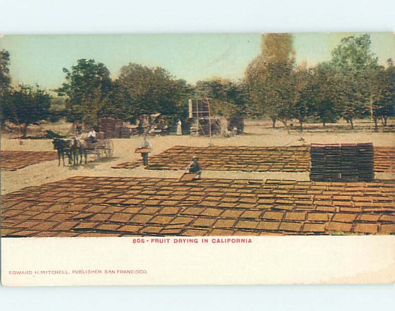 Pre-Chrome DRYING CALIFORNIA FRUIT ON FARM Published In San Francisco CA AG2428