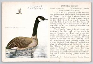 Canada Goose by T.C. Hennesseyis Postcard G28