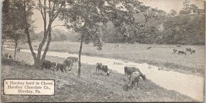 Hershey PA~Milk Chocolate Company Herd~Cows in Clover~c1910 Candy Bar Postcard