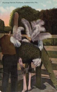 Florida Jacksonville Plucking Ostrich Feathers 1913