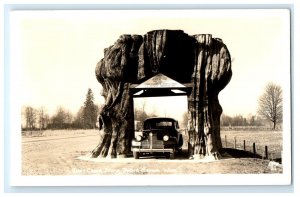 Giant Cedar Stump Arlington WA Washington Real Photo RPPC Postcard (FJ16)
