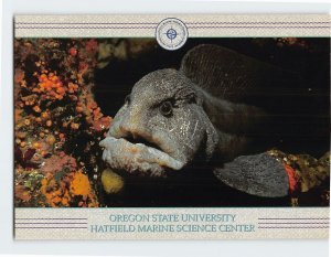 Postcard Wolf eel, Hatfield Marine Science Center, Oregon State University, OR