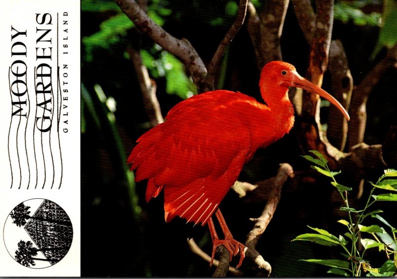 Texas Galveston Island Moody Gardens Scarlet Ibis Inside Rainforest Pyramid