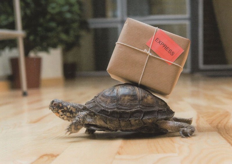 Tortoise Transport Courier Delivering A Parcel German Animal Comic Postcard