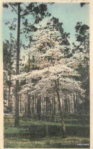 1908 Hand Colored Dogwood Tree Pinehurst North Carolina postcard 12337