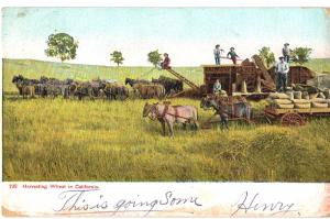 Postcard Ca Harvesting Wheat Horses Men Wheat Harvester Wagon