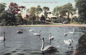 MASSACHUSETTS, PU-1907; Feeding The Swans At Jamaica Pond