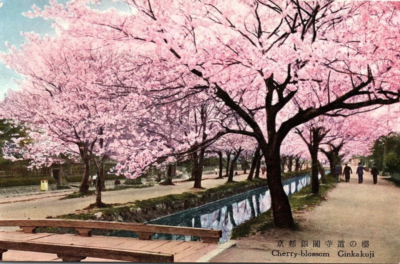 1920s GINKAKUJI JAPAN CERRY BLOSSOMS IN PARK POSTCARD P1447