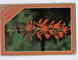 Postcard The Cardinal Flower North Carolina USA