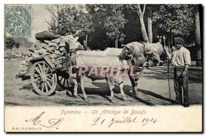Old Postcard Folklore Pyrenees One of oxes