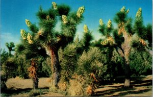 Vtg Joshua Trees Blooming in California CA Unused Chrome Postcard