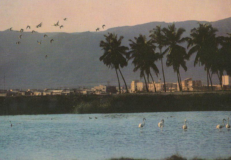 Salalah Bird Sanctuary at Sunset Saudi Arabia Postcard