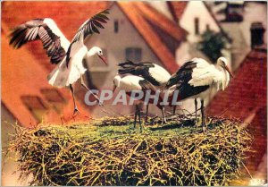 Postcard Modern picturesque Alsace Return to the nest Storks