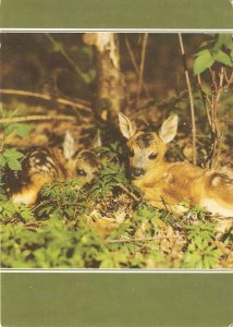 Animals. Foxes Nice modern German photo postcard