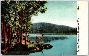 Adirondack Mountains NY-New York, 1911 Deer Buck Lake Trees Old Vintage Postcard